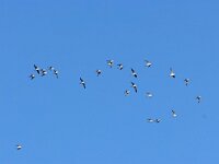 Tringa nebularia 29, Groenpootruiter, Saxifraga-Mark Zekhuis