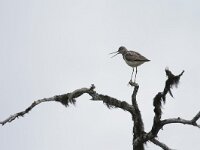 Tringa nebularia 4, Groenpootruiter, Saxifraga-Dirk Hilbers