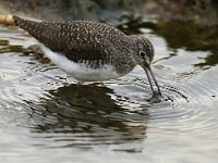 Tringa ochropus 2, Witgat, Saxifraga-Piet Munsterman