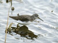 Tringa ochropus 5, Witgat, Saxifraga-Piet Munsterman