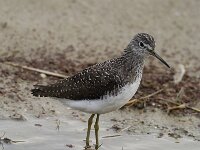 Tringa ochropus 6, Witgat, Saxifraga-Piet Munsterman