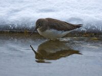 Tringa ochropus 9, Witgat, Saxifraga-Bart Vastenhouw