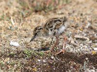 Tringa totanus 107, Tureluur, Saxifraga-Henk Baptist
