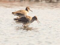 Tringa totanus 109, Tureluur, Saxifraga-Bart Vastenhouw