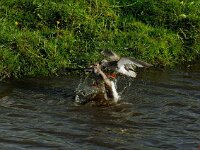 Tringa totanus 11, Tureluur, Saxifraga-Piet Munsterman