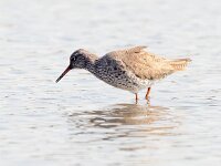 Tringa totanus 117, Tureluur, Saxifraga-Bart Vastenhouw