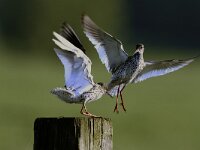 Tringa totanus 12, Tureluur, Saxifraga-Piet Munsterman