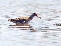Tringa totanus 124, Tureluur, Saxifraga-Bart Vastenhouw
