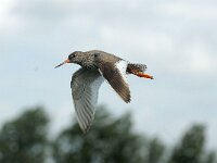Tringa totanus 13, Tureluur, Saxifraga-Piet Munsterman