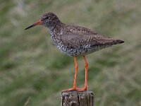 Tureluur  Tureluur in de Arkemheen : Tringa totanus