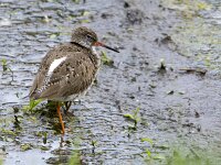 Tringa totanus 239, Tureluur, adult, Saxifraga-Theo Verstrael