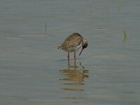 Tringa totanus 24, Tureluur, Saxifraga-Marijke Verhagen