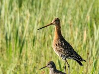 Tringa totanus 240, Tureluur, adult, Saxifraga-Theo Verstrael