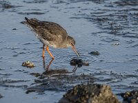Tringa totanus 241, Tureluur, adult, Saxifraga-Theo Verstrael
