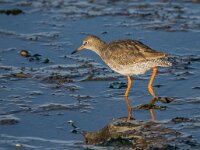 Tringa totanus 242, Tureluur, adult, Saxifraga-Theo Verstrael