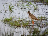 Tringa totanus 243, Tureluur, adult, Saxifraga-Theo Verstrael