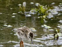 Tringa totanus 246, Tureluur, chicken, Saxifraga-Theo Verstrael