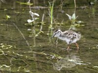 Tringa totanus 249, Tureluur, chicken, Saxifraga-Theo Verstrael