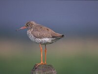 Tringa totanus 25, Tureluur, Saxifraga-Piet Munsterman