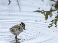 Tringa totanus 250, Tureluur, chicken, Saxifraga-Theo Verstrael