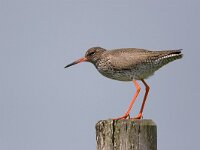 Tringa totanus 27, Tureluur, Saxifraga-Luc Hoogenstein