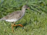 Tringa totanus 29, Tureluur, Saxifraga-Piet Munsterman
