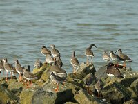 Tringa totanus 31, Tureluur, Saxifraga-Marijke Verhagen