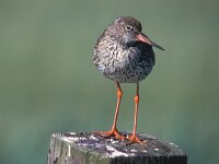 Tringa totanus 32, Tureluur, Saxifraga-Piet Munsterman