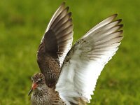 Tringa totanus 37, Tureluur, display, Saxifraga-Piet Munsterman