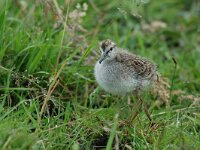 Tringa totanus 41, Tureluur, juvenile, Saxifraga-Piet Munsterman