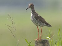Tringa totanus 44, Tureluur, Saxifraga-Mark Zekhuis
