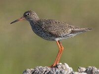 Tringa totanus 46, Tureluur, Saxifraga-Mark Zekhuis