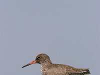 Tringa totanus 48, Tureluur, Saxifraga-Luc Hoogenstein