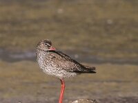 Tringa totanus 51, Tureluur, Saxifraga-Iztok Skornik