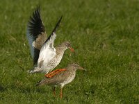 Tringa totanus 54, Tureluur, Saxifraga-Piet Munsterman