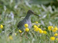 Tringa totanus 55, Tureluur, Saxifraga-Piet Munsterman