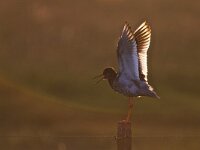 Redshank, Tureluur, Tringa totanus  Redshank, Tureluur, Tringa totanus : Wadden, Tureluur, Wadden Sea, Fryslan, Friesland, natuur, rode lijstsoort, wader, Redshank, bedreigd, summer plumage, wings, nature, The Netherlands, backlight, vogel, rode lijst, Frysia, vleugels, Waddenzee, Nederland, steltloper, bird, tegenlicht, adult, Tringa totanus, zomerkleed, threatened, Lauwersoog