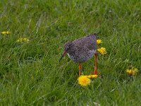 Tureluur  Tureluur in de Arkemheenpolder : Tringa totanus