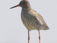 Tringa totanus 68, Tureluur, Saxifraga-Peter Meininger