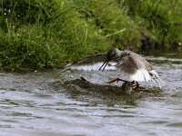 Tringa totanus 7, Tureluur, Saxifraga-Piet Munsterman