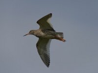 Tringa totanus 73, Tureluur, Saxifraga-Peter Stein