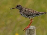 Tringa totanus 77, Tureluur, Saxifraga-Jan van der Straaten