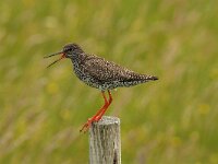 Tringa totanus 78, Tureluur, Saxifraga-Jan van der Straaten