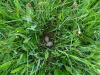 Tringa totanus 82, Tureluur, Saxifraga-Mark Zekhuis