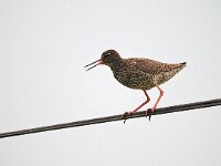 Tringa totanus 84, Tureluur, Saxifraga-Hans Dekker