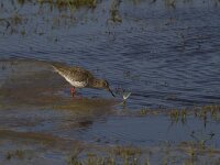 Tringa totanus 85, Tureluur, Saxifraga-Jan Nijendijk
