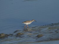 Tringa totanus 86, Tureluur, Saxifraga-Dirk Hilbers
