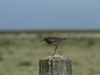Tringa totanus 95, Tureluur, Saxifraga-Dirk Hilbers