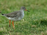 Tringa totanus ssp robusta 50,Tureluur, Saxifraga-Piet Munsterman