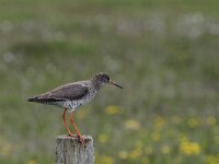 Tringa totanus ssp robusta 64, IJslandse tureluur, Saxifraga-Harry van Oosterhout